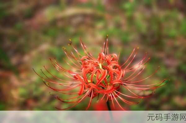 а天堂中文在线下周上新专区：1. 《彼岸花开：探寻灵魂深处的秘密