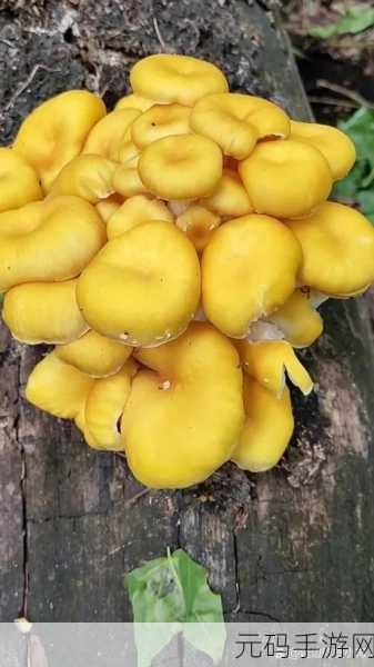 9612黄桃亚洲品质蘑菇：1. 探索9612黄桃亚洲品质蘑菇的独特魅力