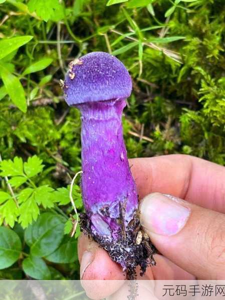 中国新疆XXXXXL19D蘑菇：1. 探秘新疆XXXXXL19D蘑菇的独特生长环境