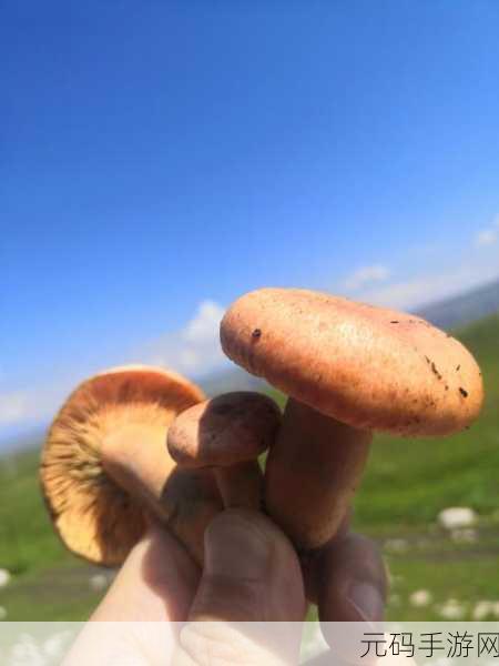 中国新疆XXXXXL19D蘑菇:1. 探秘新疆XXXXXL19D蘑菇的独特生长环境