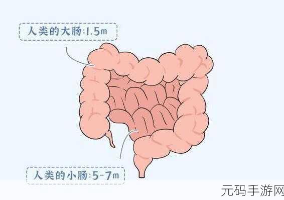 小肚子灌得鼓鼓的即将进入内测:1. 小肚子鼓起,内测即将开启的新篇章
