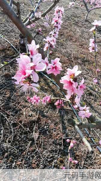 桃花社区在线观看完整版内容丰富：1. 桃花社区：探寻人际关系的新天地