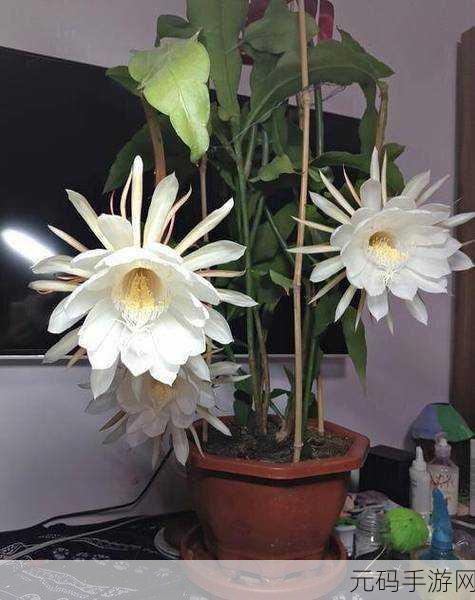 千层莲花裹茎术：1. ＂千层莲花裹茎术：探索传统与现代的结合