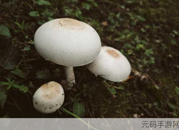 球球大作战金蘑菇全攻略,解锁无限乐趣的神奇道具