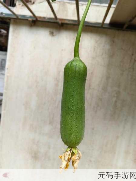 丝瓜秋葵草莓绿巨人大全：1. 丝瓜与秋葵的营养价值大揭秘