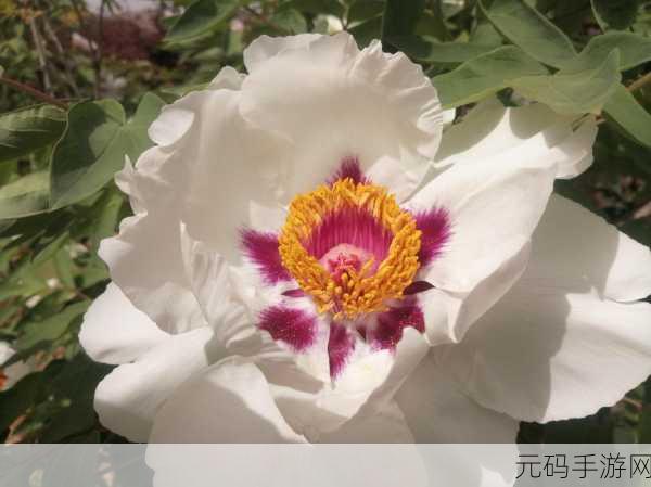 含苞待放周延镇莹莹谜同类型书：1. 含苞待放：周延镇的春日童话