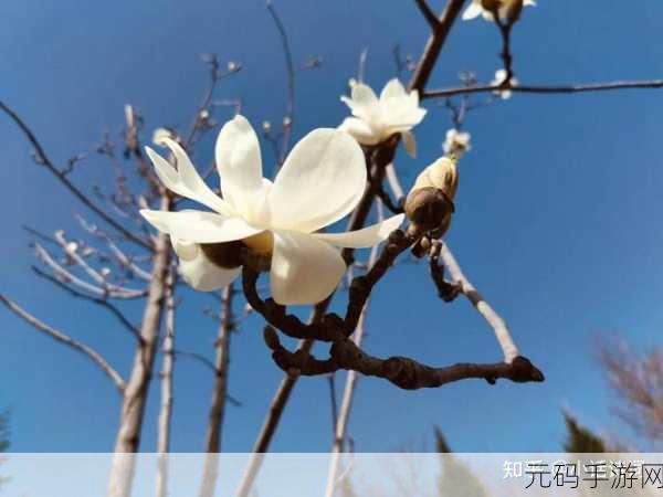 四虎永久地域网名2023知乎：当然可以！以下是一些基于“四虎永久地域网名2023”主题的扩展