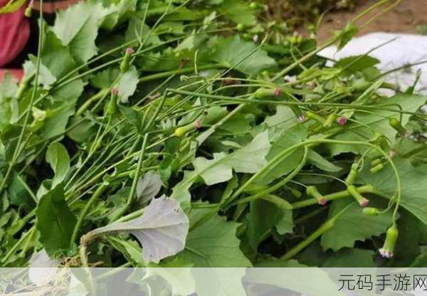 嫩叶草m码和欧洲码的区别：嫩叶草M码与欧洲码的尺寸差异解析