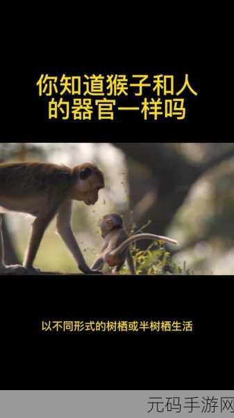 人跟猴子能生孩子吗：1. 人与猴子能否交配？科学揭秘生物界的奇迹