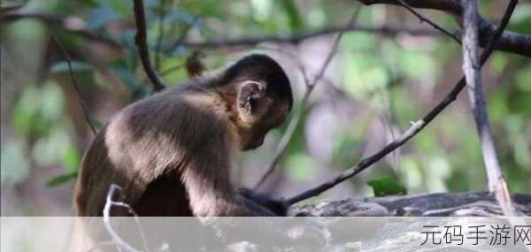 人跟猴子能生孩子吗:1. 人与猴子能否交配?科学揭秘生物界的奇迹
