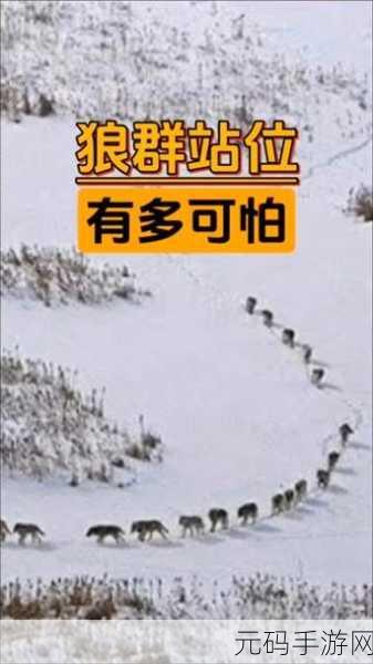 老狼群一卡二卡3卡四卡在线：1. 老狼群一卡二卡：探索智慧与成长的旅程