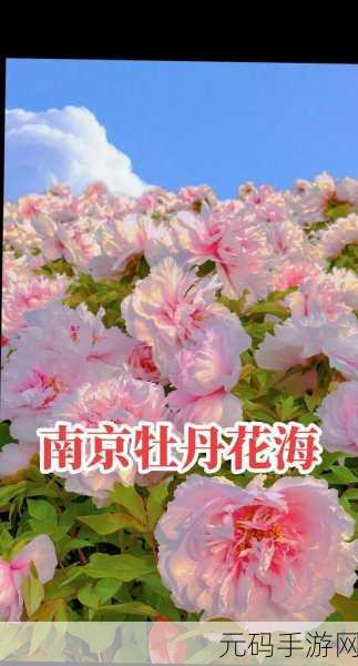 共道牡丹时相随买花去：1. 共赴花海，共享牡丹之美