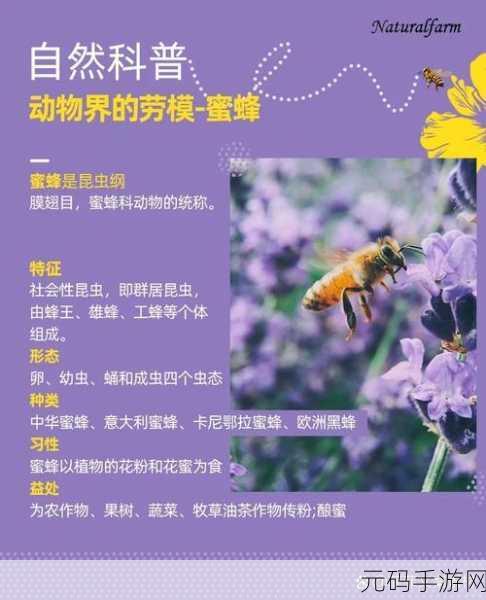 采蜜1V.1H:1. 探索蜜蜂世界:从采蜜到生态的奇妙旅程
