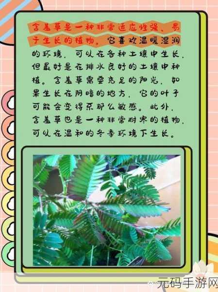 含羞草m码和欧洲码的区别是什么:如何区分含羞草M码与欧洲码的具体差异及应用指南
