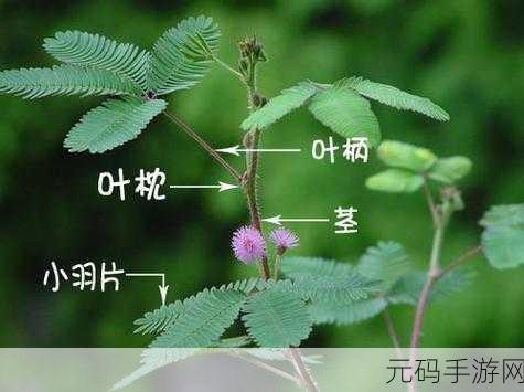 含羞草m码和欧洲码的区别是什么:如何区分含羞草M码与欧洲码的具体差异及应用指南