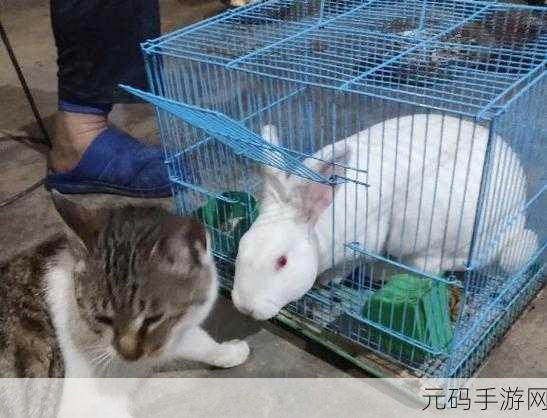军训大白兔蹦出来了中的惊喜:1. 军训期间的意外惊喜:大白兔的奇妙故事