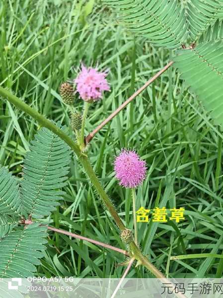 含羞草香蕉片168g推荐：1. ＂探索含羞草香蕉片：健康美味的全新零食选择