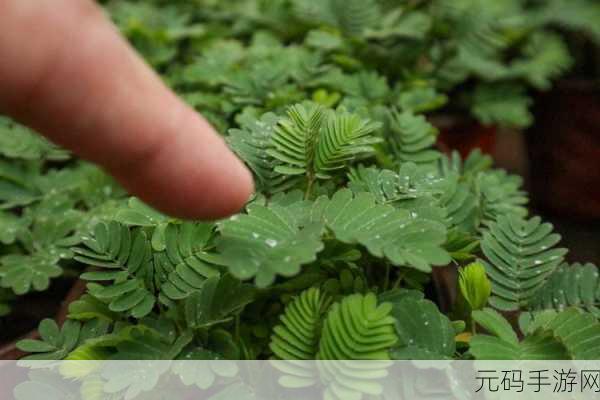 含羞草香蕉片168g推荐:1. "探索含羞草香蕉片:健康美味的全新零食选择