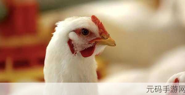 怎么能让自己的鸡变大变长：1. 如何通过科学饲养让鸡只长得更大更壮？