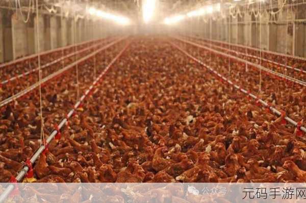 怎么能让自己的鸡变大变长:1. 如何通过科学饲养让鸡只长得更大更壮?