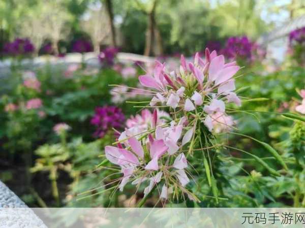 花蝴蝶免费视频直播高清版解锁人气暴涨：1. 花蝴蝶直播狂潮，瞬间人气飙升的秘密！