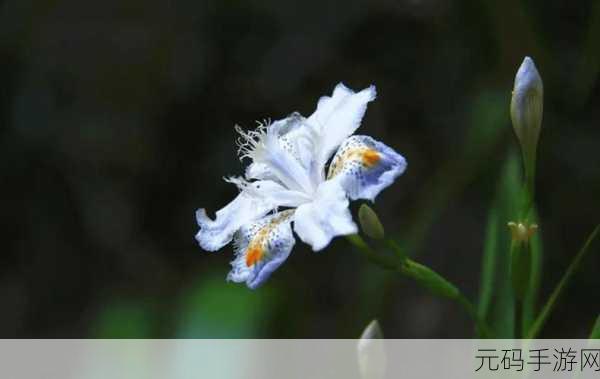 花蝴蝶免费视频直播高清版解锁人气暴涨:1. 花蝴蝶直播狂潮,瞬间人气飙升的秘密!