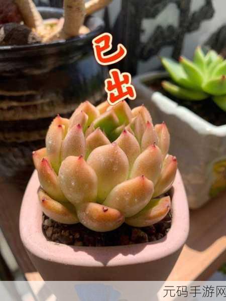 1V3多肉玉娇香HHHH口术：1. ＂揭秘多肉玉娇香的养护秘诀与技巧