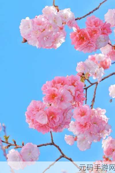 我可以深入了解你的樱花吗：当然可以！以下是一些关于“樱花”的新标题建议：