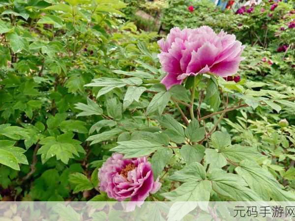 亭亭玉立,国色天香四月天美景何处寻:1. 四月芳菲,亭亭玉立的美丽风景何处寻