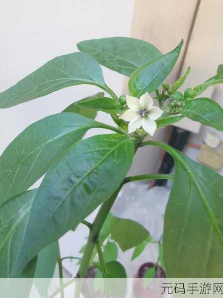 午煮香蕉小辣椒正式推出高清版:午煮香蕉小辣椒:高清版带你体验美味新境界