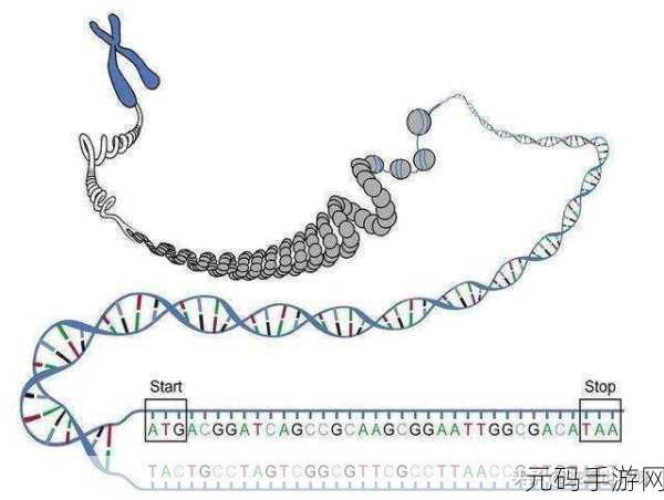 母亲的DNA和儿子的DNA是一样的吗：母亲与儿子的DNA相似度分析及其影响探讨