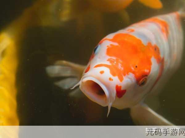 一夹一放和锦鲤吸水区别:1. "揭秘夹一放与锦鲤吸水的奥秘