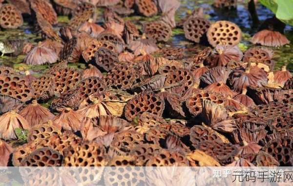半脱莲房露压欹：当然可以！以下是基于“半脱莲房露压欹”扩展出的新标题，字数均不少于10个字：