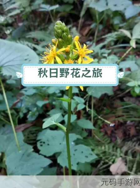 野花社区WWW在线高清观看：1. 野花社区：探索自然之美，享受高清视觉盛宴