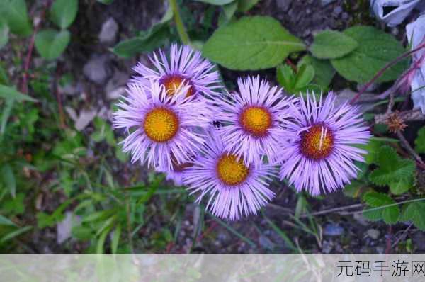 野花社区WWW在线高清观看:1. 野花社区:探索自然之美,享受高清视觉盛宴