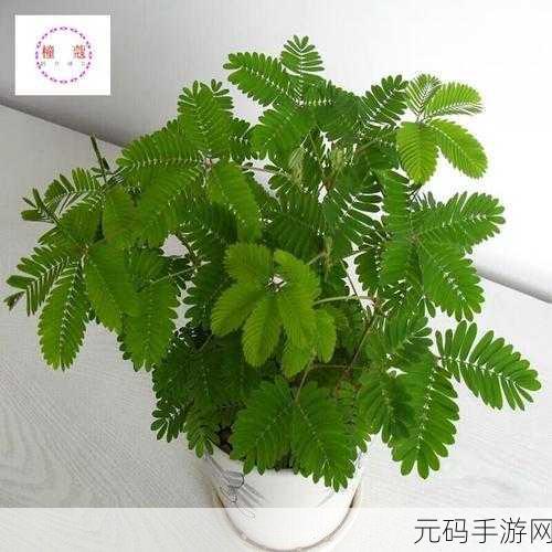 含羞草文化传媒最新版的功能介绍：1. 含羞草文化传媒：打造多元化内容创作平台