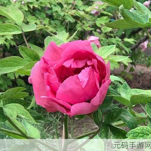 欧产日产国色天香水蜜桃的品鉴:1. 欧产日产国色天香水蜜桃的魅力与品鉴之旅