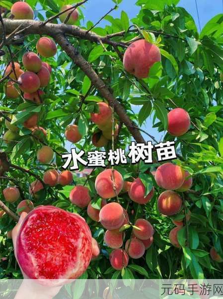 日本水蜜桃品种岭风：“探索岭风水蜜桃的独特魅力与栽培技巧”