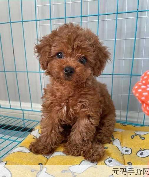 老公不在家狗狗的东西能要吗：1. 爱犬独自在家，狗狗物品是否可以随意使用？