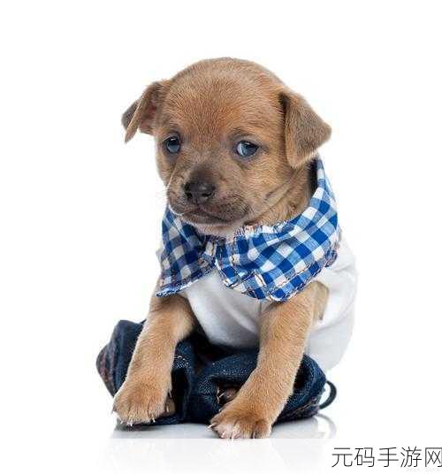 老公不在家狗狗的东西能要吗:1. 爱犬独自在家,狗狗物品是否可以随意使用?