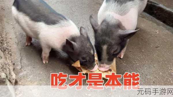 人or猪or狗已彻底下架老用户：1. ＂人、猪、狗下架后，如何探索新领域？