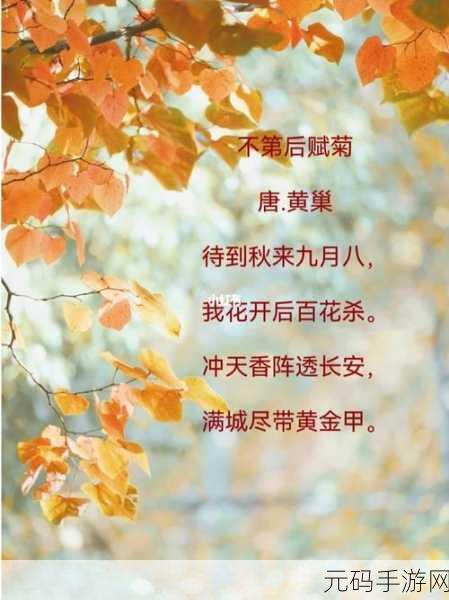 后面菊花开过和没开过的区别：1. 菊花盛开与凋零的生命启示