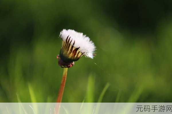 小草回家永不迷路2024：1. 小草回家：勇敢追寻归属的心灵之旅