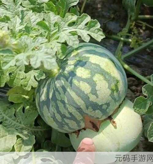 51热门大瓜今日大瓜:1. 震惊!51大瓜背后的秘密竟然是…