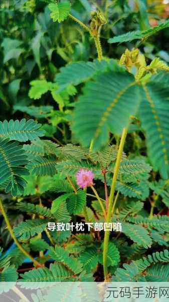 含羞草2024隐藏路径：1. 含羞草的秘密：探索2024年隐藏路径