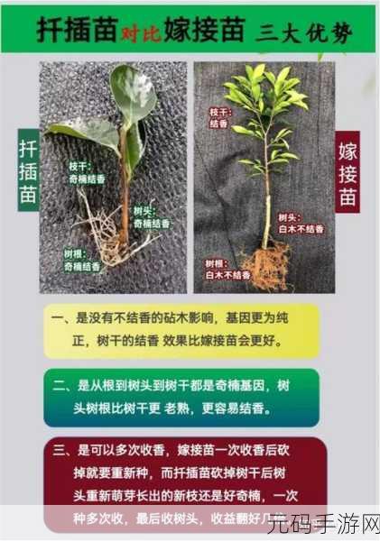沉香一线产区和二线产区的区别：1. 沉香产区解析：一线与二线的显著差异