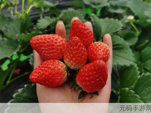 草莓视频CAOMEI888:1. 草莓视频:尽享高清娱乐,激情无限
