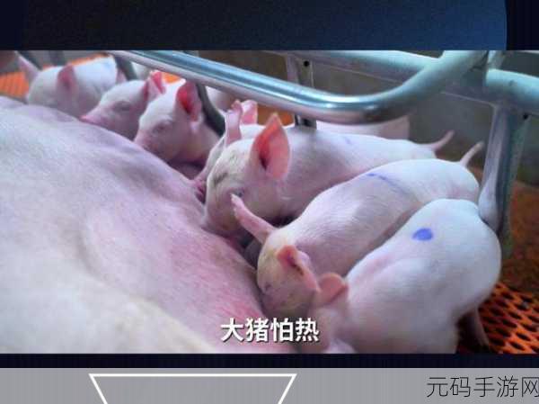 ZOOMKOOL牧场视频猪：1. ＂探索ZOOMKOOL牧场：了解猪的成长之旅