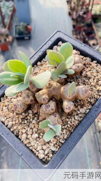紫龙插花芯：1. 紫龙插花艺术：绽放自然之美的秘诀