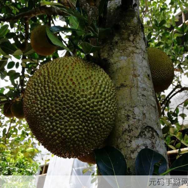 菠萝蜜一线二线三线品牌:1. 菠萝蜜品牌升级:探索一线二线三线市场潜力